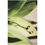 ⁦مارلي سماعة أذن Smile Jamaica عازلة للضوضاء - أحمر⁩ - الصورة ⁦7⁩
